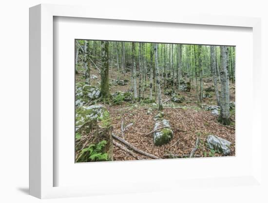 Mountain Forest-Rob Tilley-Framed Photographic Print