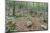 Mountain Forest-Rob Tilley-Mounted Photographic Print