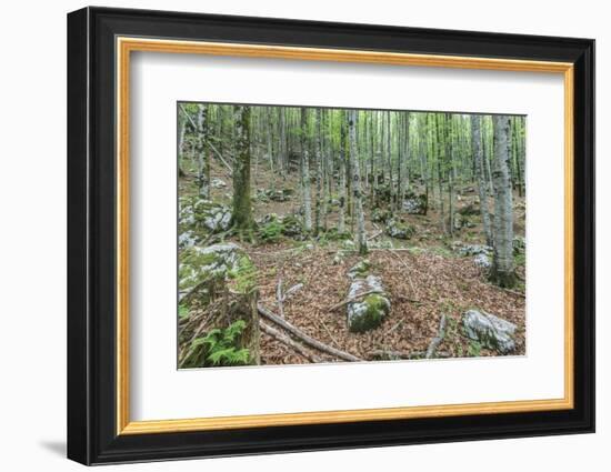 Mountain Forest-Rob Tilley-Framed Photographic Print