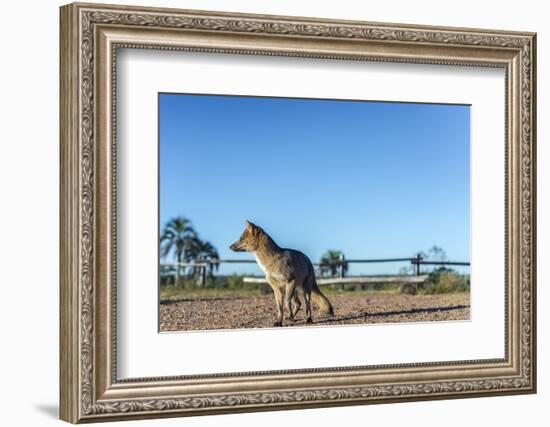 Mountain Fox on El Palmar National Park, Argentina-Anibal Trejo-Framed Photographic Print