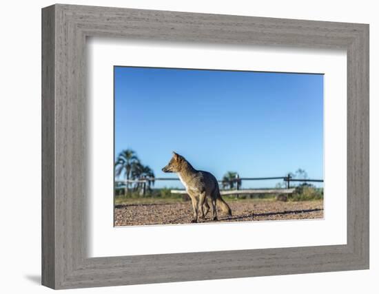 Mountain Fox on El Palmar National Park, Argentina-Anibal Trejo-Framed Photographic Print