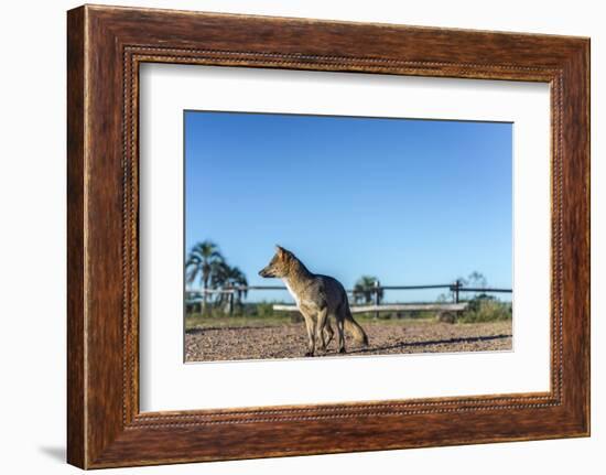 Mountain Fox on El Palmar National Park, Argentina-Anibal Trejo-Framed Photographic Print