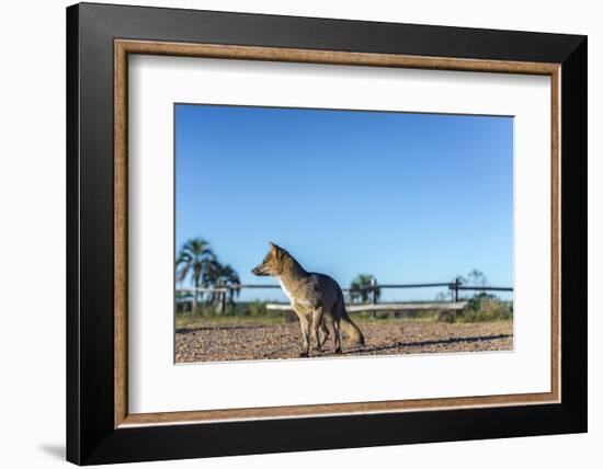 Mountain Fox on El Palmar National Park, Argentina-Anibal Trejo-Framed Photographic Print