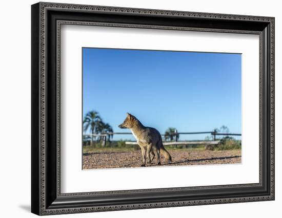 Mountain Fox on El Palmar National Park, Argentina-Anibal Trejo-Framed Photographic Print