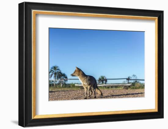 Mountain Fox on El Palmar National Park, Argentina-Anibal Trejo-Framed Photographic Print