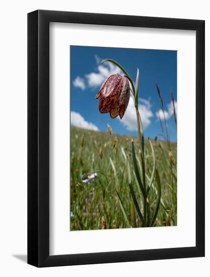 Mountain fritillary on the slope of Mount Vettore, Italy-Paul Harcourt Davies-Framed Photographic Print