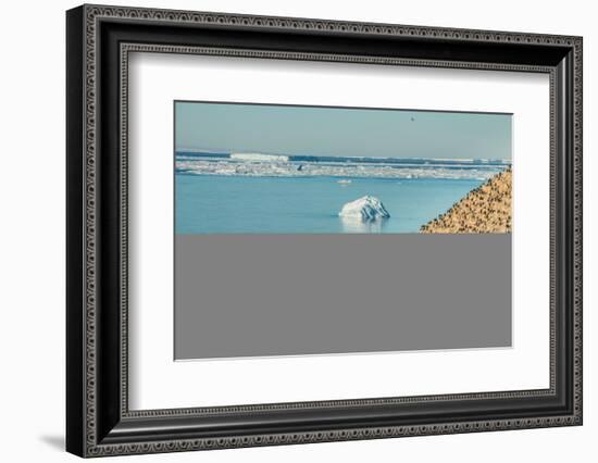 Mountain full of imperial shags (Phalacrocorax atriceps), Paulet Island, Antarctica, Polar Regions-Michael Runkel-Framed Photographic Print