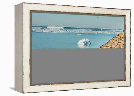 Mountain full of imperial shags (Phalacrocorax atriceps), Paulet Island, Antarctica, Polar Regions-Michael Runkel-Framed Premier Image Canvas