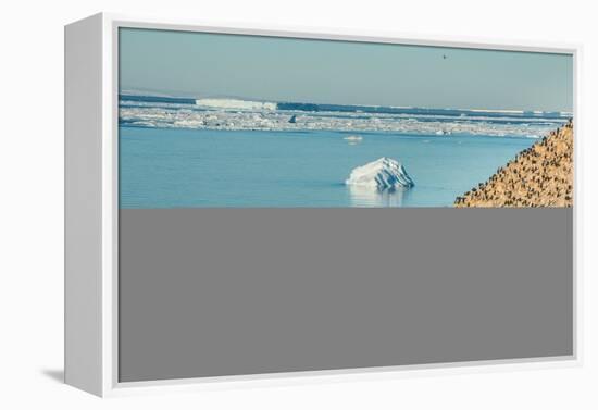 Mountain full of imperial shags (Phalacrocorax atriceps), Paulet Island, Antarctica, Polar Regions-Michael Runkel-Framed Premier Image Canvas