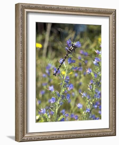 Mountain Giant Dragonfly-Bob Gibbons-Framed Photographic Print