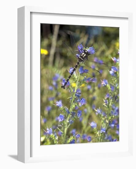 Mountain Giant Dragonfly-Bob Gibbons-Framed Photographic Print