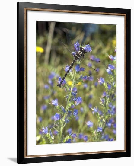 Mountain Giant Dragonfly-Bob Gibbons-Framed Photographic Print