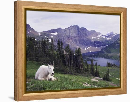 Mountain Goat Adult with Summer Coat, Hidden Lake, Glacier National Park, Montana, Usa, July 2007-Rolf Nussbaumer-Framed Premier Image Canvas