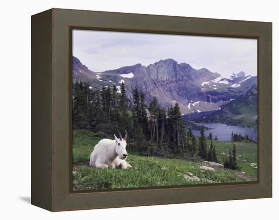 Mountain Goat Adult with Summer Coat, Hidden Lake, Glacier National Park, Montana, Usa, July 2007-Rolf Nussbaumer-Framed Premier Image Canvas