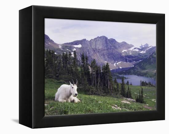 Mountain Goat Adult with Summer Coat, Hidden Lake, Glacier National Park, Montana, Usa, July 2007-Rolf Nussbaumer-Framed Premier Image Canvas