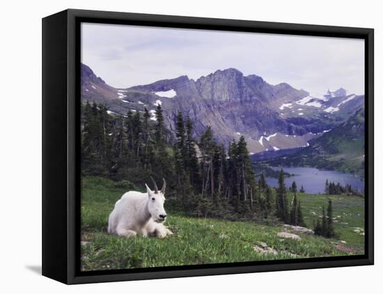 Mountain Goat Adult with Summer Coat, Hidden Lake, Glacier National Park, Montana, Usa, July 2007-Rolf Nussbaumer-Framed Premier Image Canvas