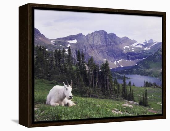 Mountain Goat Adult with Summer Coat, Hidden Lake, Glacier National Park, Montana, Usa, July 2007-Rolf Nussbaumer-Framed Premier Image Canvas