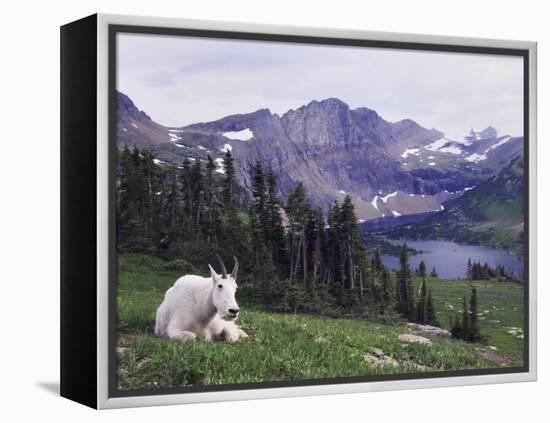 Mountain Goat Adult with Summer Coat, Hidden Lake, Glacier National Park, Montana, Usa, July 2007-Rolf Nussbaumer-Framed Premier Image Canvas