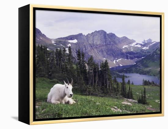 Mountain Goat Adult with Summer Coat, Hidden Lake, Glacier National Park, Montana, Usa, July 2007-Rolf Nussbaumer-Framed Premier Image Canvas