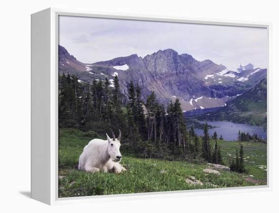 Mountain Goat Adult with Summer Coat, Hidden Lake, Glacier National Park, Montana, Usa, July 2007-Rolf Nussbaumer-Framed Premier Image Canvas