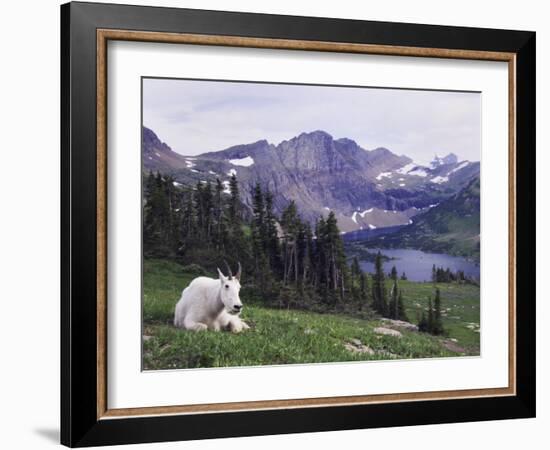 Mountain Goat Adult with Summer Coat, Hidden Lake, Glacier National Park, Montana, Usa, July 2007-Rolf Nussbaumer-Framed Photographic Print