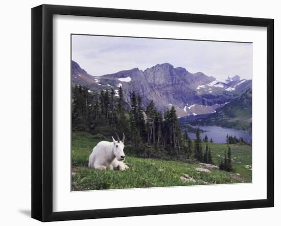 Mountain Goat Adult with Summer Coat, Hidden Lake, Glacier National Park, Montana, Usa, July 2007-Rolf Nussbaumer-Framed Photographic Print