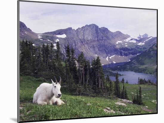 Mountain Goat Adult with Summer Coat, Hidden Lake, Glacier National Park, Montana, Usa, July 2007-Rolf Nussbaumer-Mounted Photographic Print