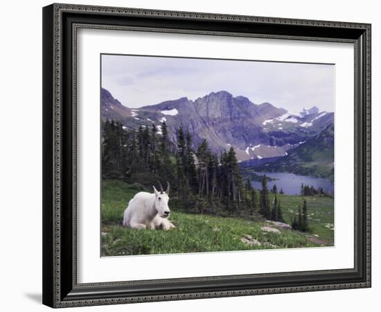 Mountain Goat Adult with Summer Coat, Hidden Lake, Glacier National Park, Montana, Usa, July 2007-Rolf Nussbaumer-Framed Photographic Print