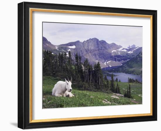 Mountain Goat Adult with Summer Coat, Hidden Lake, Glacier National Park, Montana, Usa, July 2007-Rolf Nussbaumer-Framed Photographic Print