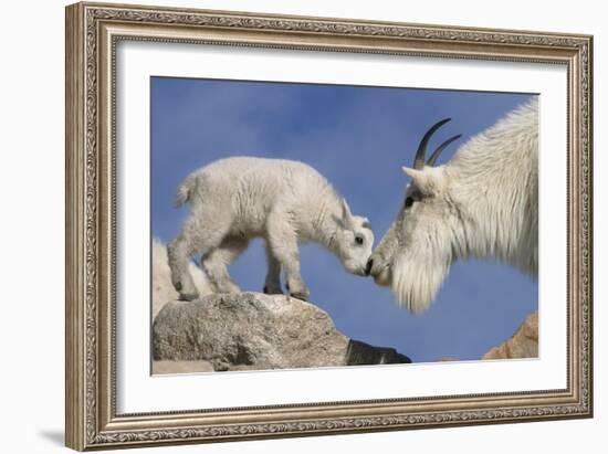 Mountain Goat and Kid-Lantern Press-Framed Art Print