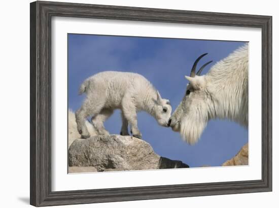 Mountain Goat and Kid-Lantern Press-Framed Art Print