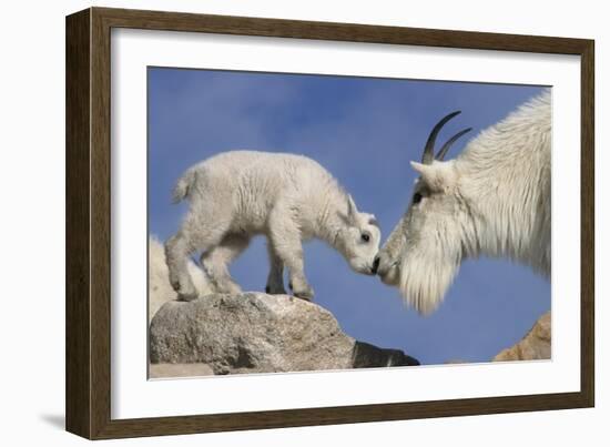 Mountain Goat and Kid-Lantern Press-Framed Art Print