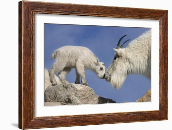 Mountain Goat and Kid-Lantern Press-Framed Art Print