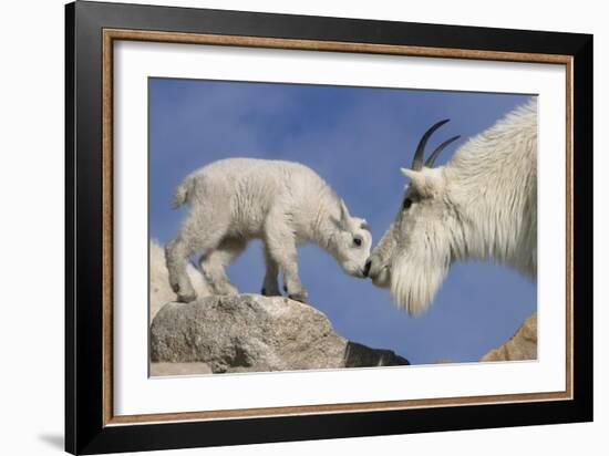 Mountain Goat and Kid-Lantern Press-Framed Art Print