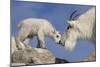 Mountain Goat and Kid-Lantern Press-Mounted Art Print