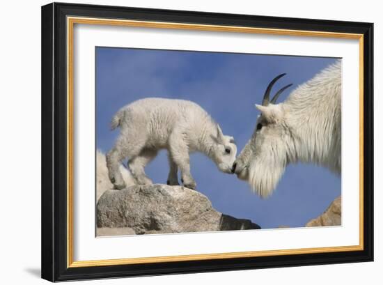 Mountain Goat and Kid-Lantern Press-Framed Art Print