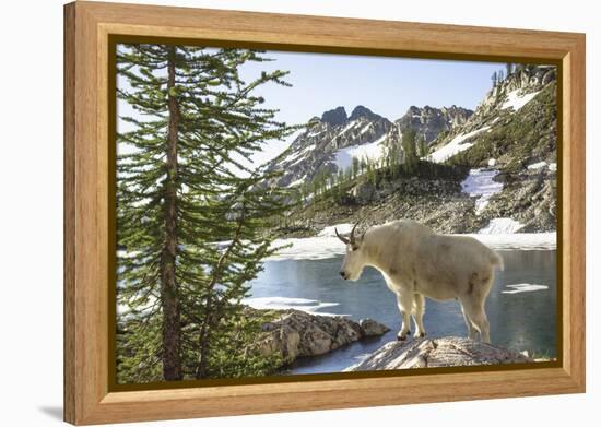 Mountain Goat, at Wing Lake-Matt Freedman-Framed Premier Image Canvas