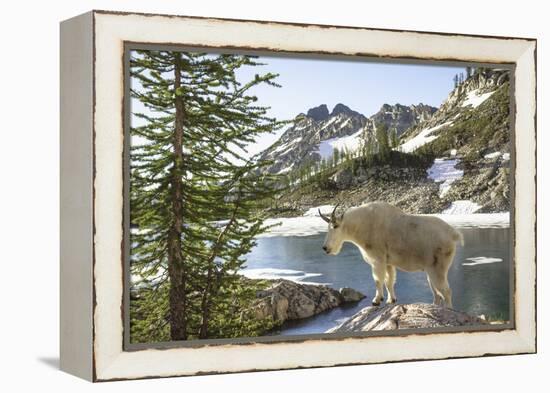 Mountain Goat, at Wing Lake-Matt Freedman-Framed Premier Image Canvas