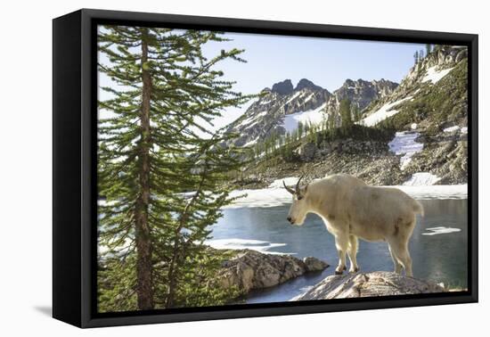 Mountain Goat, at Wing Lake-Matt Freedman-Framed Premier Image Canvas