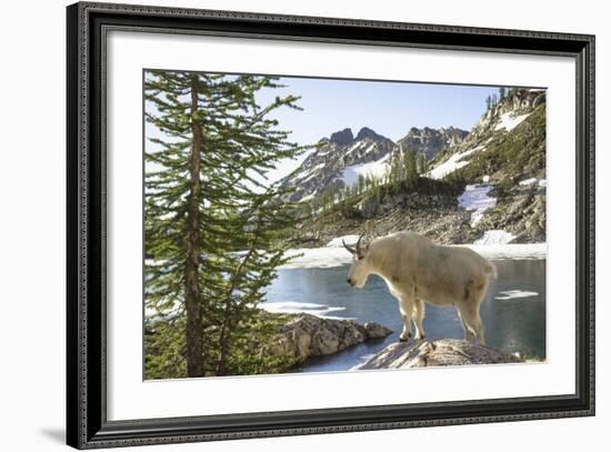 Mountain Goat, at Wing Lake-Matt Freedman-Framed Photographic Print