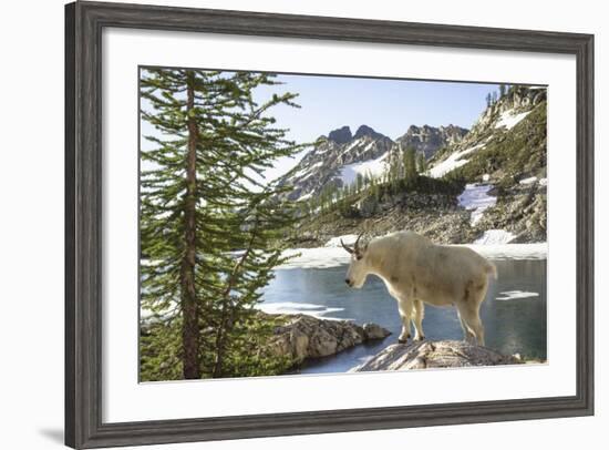 Mountain Goat, at Wing Lake-Matt Freedman-Framed Photographic Print