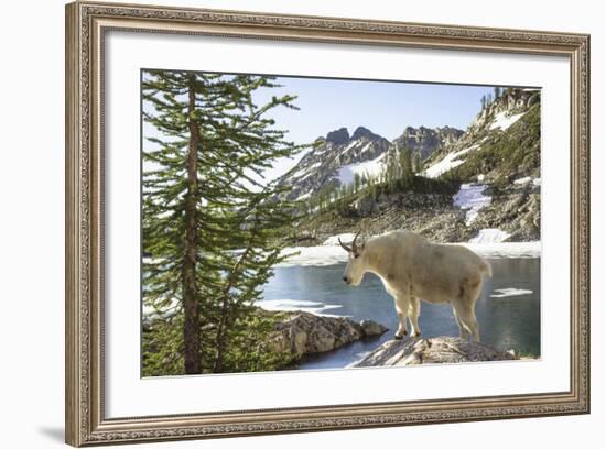 Mountain Goat, at Wing Lake-Matt Freedman-Framed Photographic Print