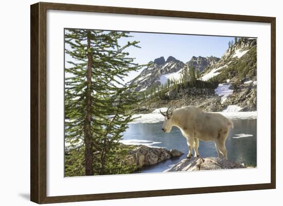 Mountain Goat, at Wing Lake-Matt Freedman-Framed Photographic Print