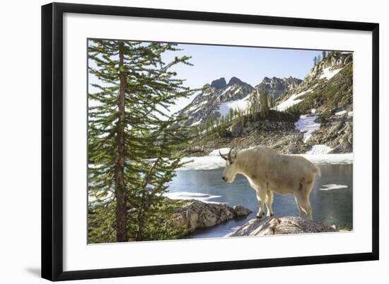 Mountain Goat, at Wing Lake-Matt Freedman-Framed Photographic Print