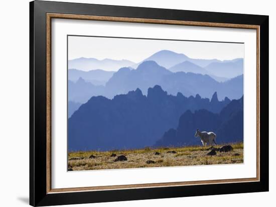 Mountain Goat, Cascade Mountain Range-Ken Archer-Framed Photographic Print