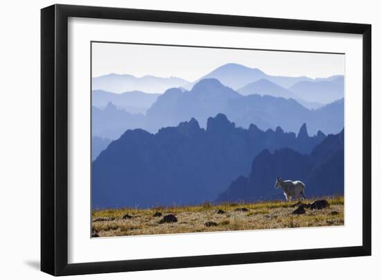 Mountain Goat, Cascade Mountain Range-Ken Archer-Framed Photographic Print