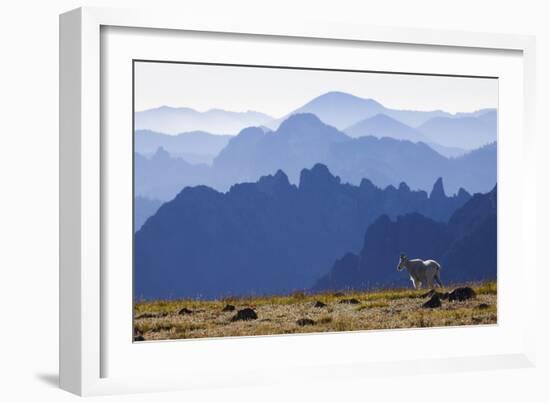 Mountain Goat, Cascade Mountain Range-Ken Archer-Framed Photographic Print