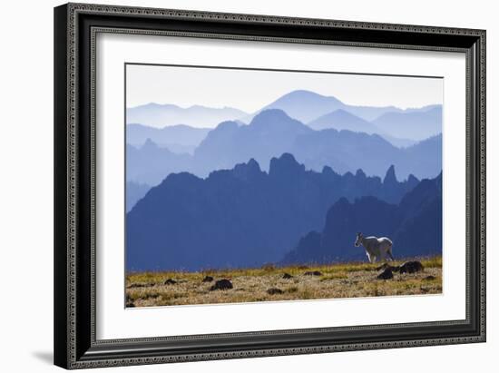 Mountain Goat, Cascade Mountain Range-Ken Archer-Framed Photographic Print