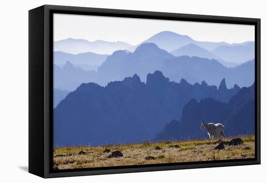Mountain Goat, Cascade Mountain Range-Ken Archer-Framed Premier Image Canvas