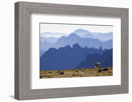 Mountain Goat, Cascade Mountain Range-Ken Archer-Framed Photographic Print